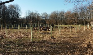 Lago Sibolla - i lavori finali del progetto